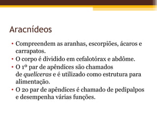 Aracnídeos
• Compreendem as aranhas, escorpiões, ácaros e
  carrapatos.
• O corpo é dividido em cefalotórax e abdôme.
• O 1º par de apêndices são chamados
  de quelíceras e é utilizado como estrutura para
  alimentação.
• O 2o par de apêndices é chamado de pedipalpos
  e desempenha várias funções.
 