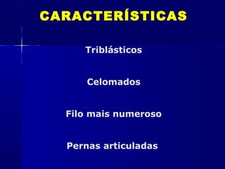 CARACTERÍSTICAS

     Triblásticos


      Celomados


  Filo mais numeroso


  Pernas articuladas
 