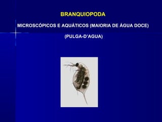 BRANQUIOPODA

MICROSCÓPICOS E AQUÁTICOS (MAIORIA DE ÁGUA DOCE)

                 (PULGA-D’AGUA)
 