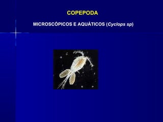 COPEPODA

MICROSCÓPICOS E AQUÁTICOS (Cyclops sp)
 