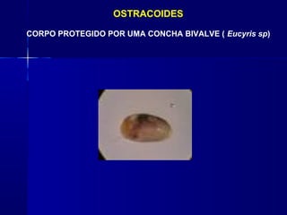 OSTRACOIDES

CORPO PROTEGIDO POR UMA CONCHA BIVALVE ( Eucyris sp)
 