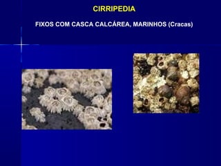 CIRRIPEDIA

FIXOS COM CASCA CALCÁREA, MARINHOS (Cracas)
 
