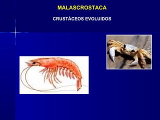 MALASCROSTACA

CRUSTÁCEOS EVOLUIDOS
 