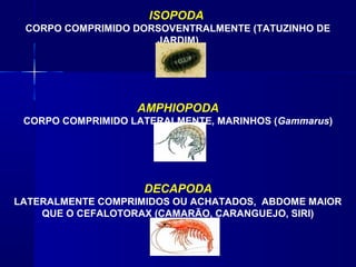 ISOPODA
 CORPO COMPRIMIDO DORSOVENTRALMENTE (TATUZINHO DE
                     JARDIM)




                   AMPHIOPODA
 CORPO COMPRIMIDO LATERALMENTE, MARINHOS (Gammarus)




                    DECAPODA
LATERALMENTE COMPRIMIDOS OU ACHATADOS, ABDOME MAIOR
    QUE O CEFALOTORAX (CAMARÃO, CARANGUEJO, SIRI)
 