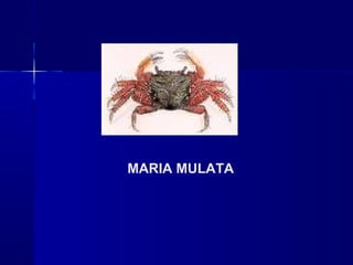MARIA MULATA
 