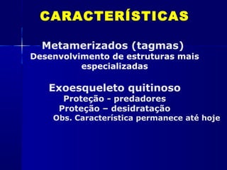 CARACTERÍSTICAS

  Metamerizados (tagmas)
Desenvolvimento de estruturas mais
          especializadas

   Exoesqueleto quitinoso
      Proteção - predadores
     Proteção – desidratação
    Obs. Característica permanece até hoje
 