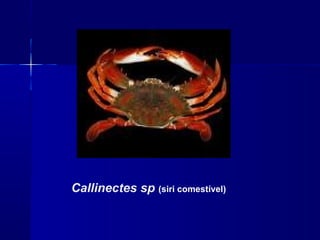 Callinectes sp (siri comestível)
 
