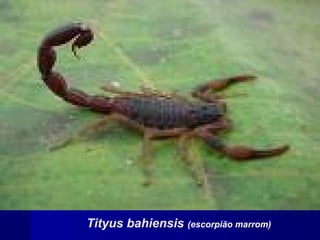Tityus bahiensis (escorpião marrom)
 