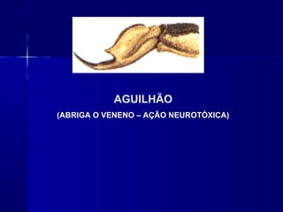 AGUILHÃO
(ABRIGA O VENENO – AÇÃO NEUROTÓXICA)
 