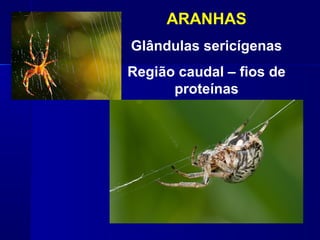 ARANHAS
Glândulas sericígenas
Região caudal – fios de
      proteínas
 