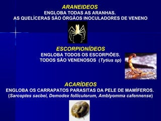 ARANEIDEOS
              ENGLOBA TODAS AS ARANHAS.
   AS QUELÍCERAS SÃO ÓRGÃOS INOCULADORES DE VENENO




                     ESCORPIONÍDEOS
              ENGLOBA TODOS OS ESCORPIÕES.
              TODOS SÃO VENENOSOS (Tytius sp)




                        ACARÍDEOS
ENGLOBA OS CARRAPATOS PARASITAS DA PELE DE MAMÍFEROS.
 (Sarcoptes sacbei, Demodex folliculorum, Amblyomma cafennense)
 