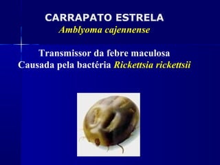 CARRAPATO ESTRELA
        Amblyoma cajennense

    Transmissor da febre maculosa
Causada pela bactéria Rickettsia rickettsii
 