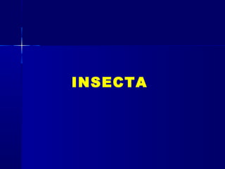 INSECTA
 