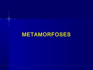 METAMORFOSES
 