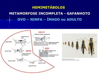 HEMIMETÁBOLOS
METAMORFOSE INCOMPLETA - GAFANHOTO
   OVO – NINFA – ÍMAGO ou ADULTO
 