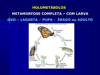 HOLOMETÁBOLOS
 METAMORFOSE COMPLETA – COM LARVA
OVO – LAGARTA – PUPA - ÍMAGO ou ADULTO
 