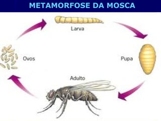METAMORFOSE DA MOSCA
 