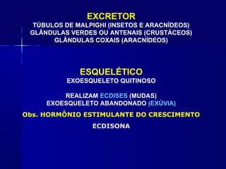 EXCRETOR
  TÚBULOS DE MALPIGHI (INSETOS E ARACNÍDEOS)
 GLÂNDULAS VERDES OU ANTENAIS (CRUSTÁCEOS)
       GLÂNDULAS COXAIS (ARACNÍDEOS)




              ESQUELÉTICO
          EXOESQUELETO QUITINOSO

         REALIZAM ECDISES (MUDAS)
     EXOESQUELETO ABANDONADO (EXÚVIA)
Obs. HORMÔNIO ESTIMULANTE DO CRESCIMENTO
                 ECDISONA
 