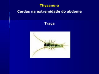 Thysanura
Cerdas na extremidade do abdome


             Traça
 