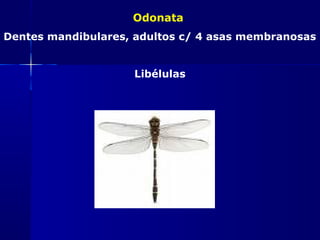 Odonata
Dentes mandibulares, adultos c/ 4 asas membranosas


                    Libélulas
 