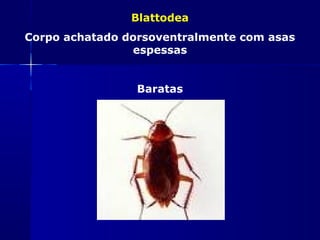 Blattodea
Corpo achatado dorsoventralmente com asas
                espessas


                 Baratas
 