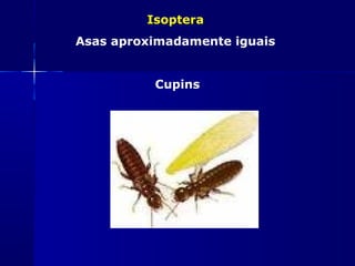 Isoptera
Asas aproximadamente iguais


          Cupins
 