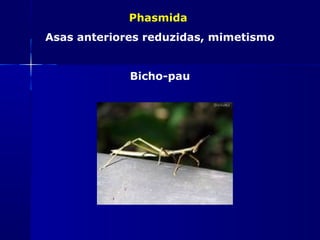 Phasmida
Asas anteriores reduzidas, mimetismo


             Bicho-pau
 