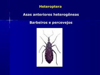 Heteroptera

Asas anteriores heterogêneas

   Barbeiros e percevejos
 