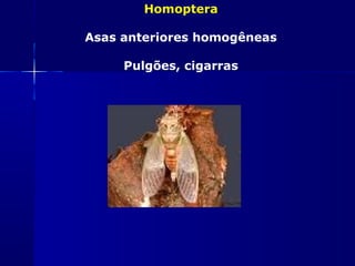 Homoptera

Asas anteriores homogêneas

     Pulgões, cigarras
 