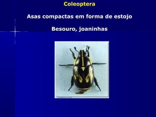 Coleoptera

Asas compactas em forma de estojo

       Besouro, joaninhas
 