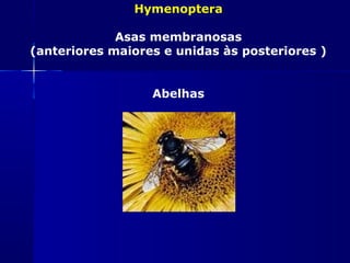 Hymenoptera

             Asas membranosas
(anteriores maiores e unidas às posteriores )


                  Abelhas
 