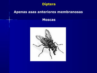 Díptera

Apenas asas anteriores membranosas

              Moscas
 