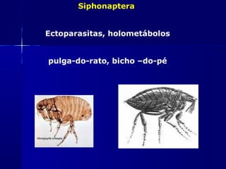 Siphonaptera


Ectoparasitas, holometábolos


pulga-do-rato, bicho –do-pé
 