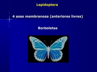 Lepidoptera


4 asas membranosa (anteriores livres)


             Borboletas
 