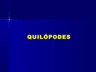 QUILÓPODES
 