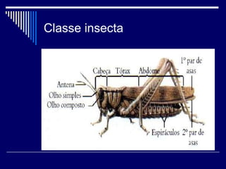 Classe insecta
 