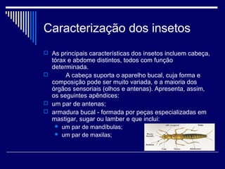 Caracterização dos insetos
 As principais características dos insetos incluem cabeça,
  tórax e abdome distintos, todos com função
  determinada.
      A cabeça suporta o aparelho bucal, cuja forma e
  composição pode ser muito variada, e a maioria dos
  órgãos sensoriais (olhos e antenas). Apresenta, assim,
  os seguintes apêndices:
 um par de antenas;
 armadura bucal - formada por peças especializadas em
  mastigar, sugar ou lamber e que inclui:
    um par de mandíbulas;
    um par de maxilas;
 