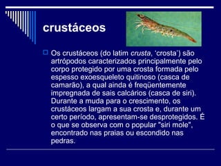crustáceos
 Os crustáceos (do latim crusta, ‘crosta’) são
  artrópodos caracterizados principalmente pelo
  corpo protegido por uma crosta formada pelo
  espesso exoesqueleto quitinoso (casca de
  camarão), a qual ainda é freqüentemente
  impregnada de sais calcários (casca de siri).
  Durante a muda para o crescimento, os
  crustáceos largam a sua crosta e, durante um
  certo período, apresentam-se desprotegidos. É
  o que se observa com o popular "siri mole",
  encontrado nas praias ou escondido nas
  pedras.
 