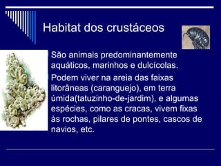 Habitat dos crustáceos

 São animais predominantemente
  aquáticos, marinhos e dulcícolas.
 Podem viver na areia das faixas
  litorâneas (caranguejo), em terra
  úmida(tatuzinho-de-jardim), e algumas
  espécies, como as cracas, vivem fixas
  às rochas, pilares de pontes, cascos de
  navios, etc.
 