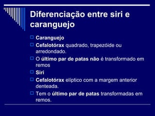 Diferenciação entre siri e
caranguejo
 Caranguejo
 Cefalotórax quadrado, trapezóide ou
    arredondado.
   O último par de patas não é transformado em
    remos
   Siri
   Cefalotórax elíptico com a margem anterior
    denteada.
   Tem o último par de patas transformadas em
    remos.
 