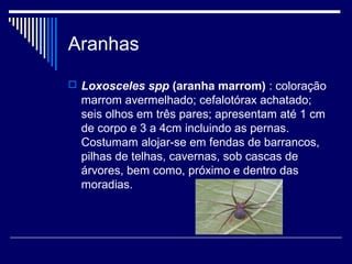 Aranhas
 Loxosceles spp (aranha marrom) : coloração
  marrom avermelhado; cefalotórax achatado;
  seis olhos em três pares; apresentam até 1 cm
  de corpo e 3 a 4cm incluindo as pernas.
  Costumam alojar-se em fendas de barrancos,
  pilhas de telhas, cavernas, sob cascas de
  árvores, bem como, próximo e dentro das
  moradias.
 