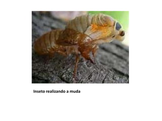 Inseto realizando a muda

 