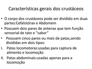 Características gerais dos crustáceos
• O corpo dos crustáceos pode ser dividido em duas
partes:Cefalotórax e Abdomem
• Possuem dois pares de antenas que tem função
sensorial de tato e “sabor”
• Possuem cinco pares ou mais de patas,sendo
divididas em dois tipos:
I. Patas locomotoras:usadas para captura de
alimento e locomoção
II. Patas abdominais:usadas apenas para a
locomoção

 