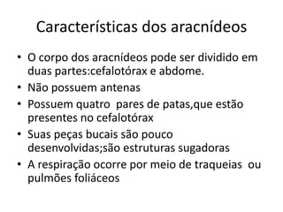 Características dos aracnídeos
• O corpo dos aracnídeos pode ser dividido em
duas partes:cefalotórax e abdome.
• Não possuem antenas
• Possuem quatro pares de patas,que estão
presentes no cefalotórax
• Suas peças bucais são pouco
desenvolvidas;são estruturas sugadoras
• A respiração ocorre por meio de traqueias ou
pulmões foliáceos

 