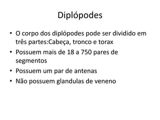 Diplópodes
• O corpo dos diplópodes pode ser dividido em
três partes:Cabeça, tronco e torax
• Possuem mais de 18 a 750 pares de
segmentos
• Possuem um par de antenas
• Não possuem glandulas de veneno

 
