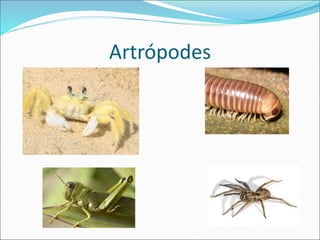 Artrópodes 
 