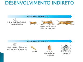 DESENVOLVIMENTO INDIRETO
 