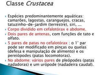 Classe Crustacea
 Espécies predominantemente aquáticas:
camarões, lagostas, caranguejos, cracas,
tatuzinho-de-jardim (terrestre), siri, ...
 Corpo dividido em cefalotórax e abdome.
 Dois pares de antenas, com funções de tato e
olfato.
 5 pares de patas no cefalotórax : o 1° par
pode ser modificado em pinças ou quelas
(defesa e manipulação de alimento) e os
pereiópodes (patas locomotoras).
 No abdome: vários pares de pleópodes (patas
nadadoras) e um urópode (nadadeira caudal).
 