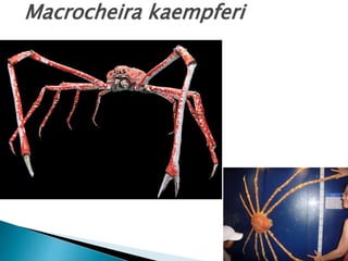 Macrocheira kaempferi
 