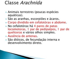 Classe Arachnida
 Animais terrestres (poucas espécies
aquáticas).
 São as aranhas, escorpiões e ácaros.
 Corpo dividido em cefalotórax e abdome.
 No cefalotórax há 4 pares de patas
locomotoras, 1 par de pedipalpos, 1 par de
quelíceras e vários olhos simples.
 Ausência de antenas.
 São dióicos, de fecundação interna e
desenvolvimento direto.
 